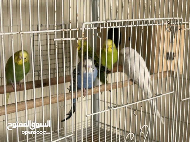 عصفور الحب بادجي من انتاجي الحبة 40 درهم