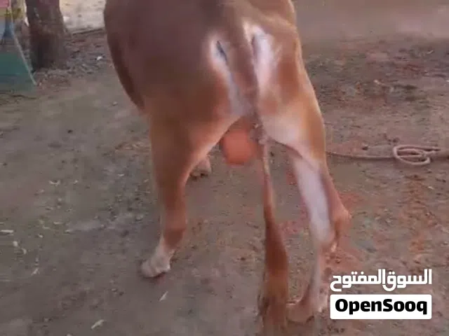 ثيران عمانيات للبيع