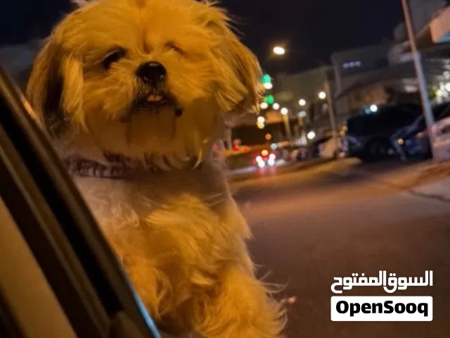 كلب شيتزو للبيع