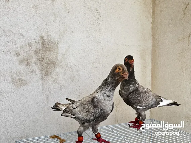 زوج مساويد قرقاطي