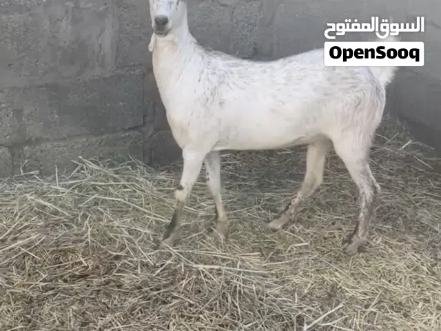 سخله من حلال صلاله