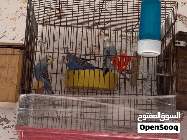 عصافير حب شغالات