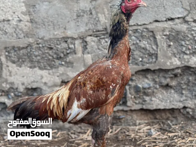 ديك صغير في العمر
