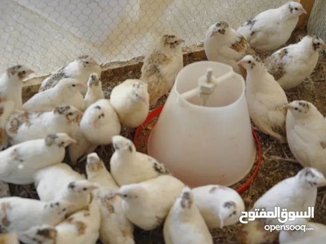 فر ابيض فتوح جديد صحة ونضافة
