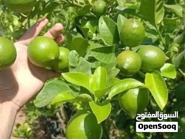 ليمون بلدي شهري