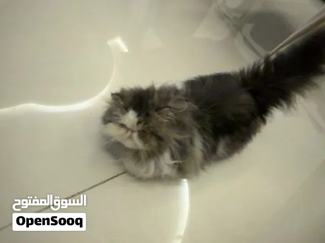 نوعية بيرشن فارسي