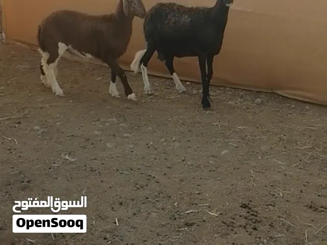 للبيع جاعده مع بنتها سوداني