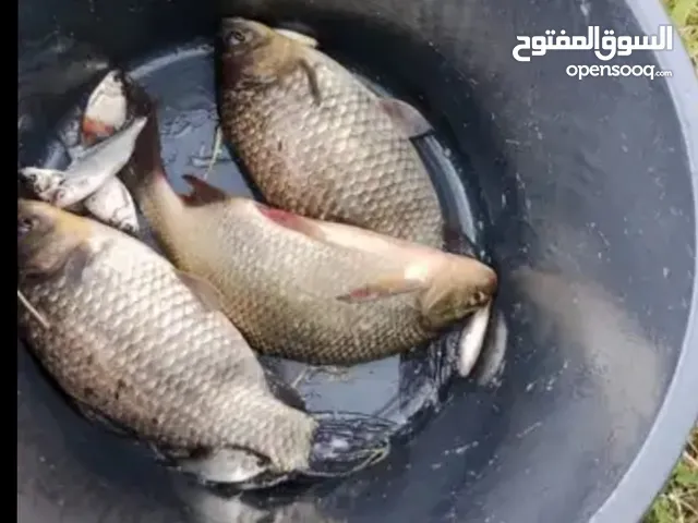 تريد تصيد سمچ بسهولة؟ أو تحافظ ع حديقتك من الحشرات والطيور؟ الحل صار يمك شبكة الفخ الذكي — تفتحها