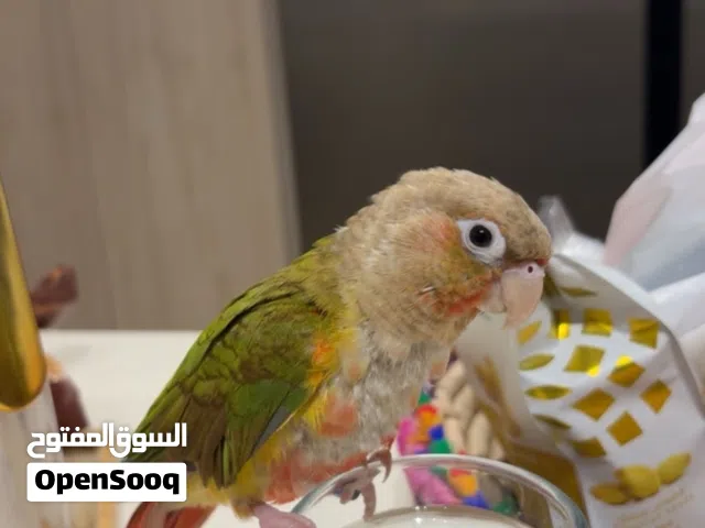 ببغاء كنيور متكلم للبيع بالداير