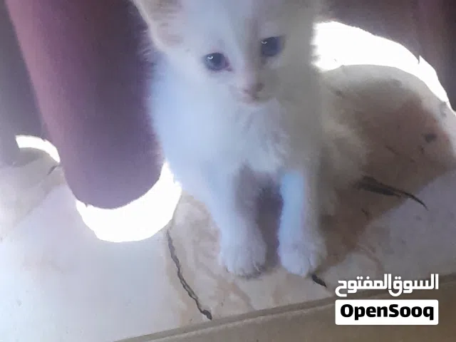 قطط للتبني عدد 5