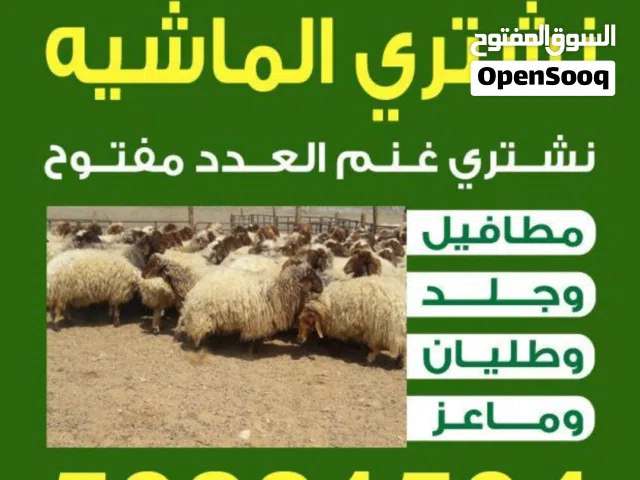 نشتري غنم العدد مفتوح