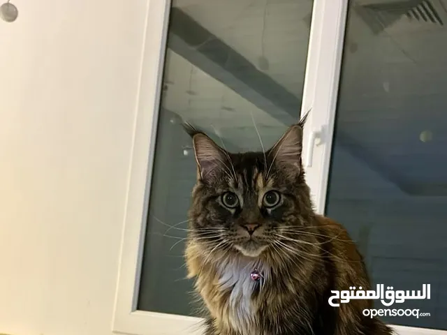 For sell maine coon