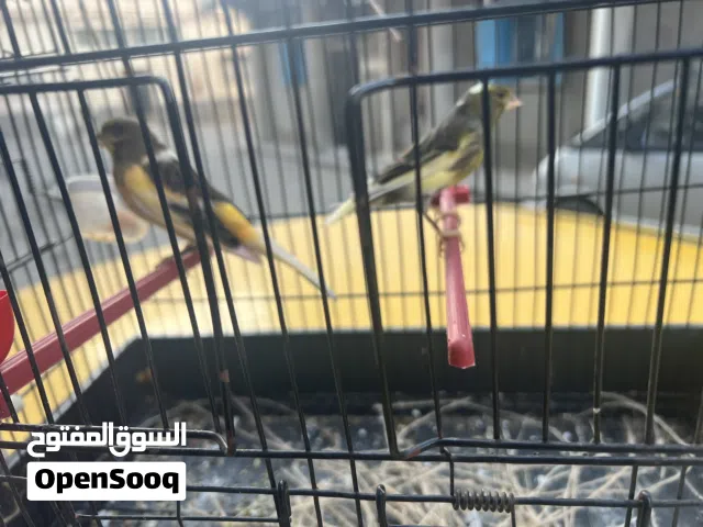 السلام عليكم 2اناثي وذكر هايج عنده علقه فصوته كيف طالع من غيار