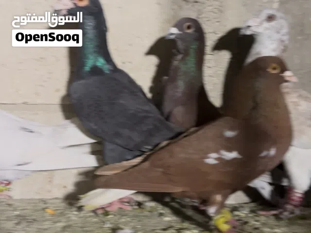 حمام طيور حمام ضرب ماركا الشماليه