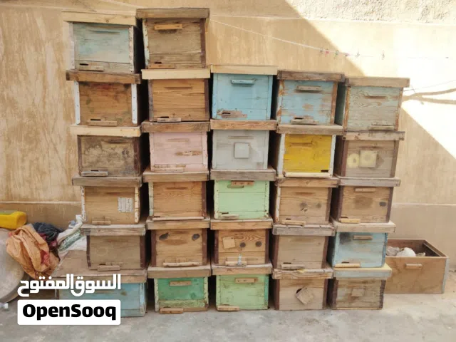 خلايا نوب ابو 8إطارات