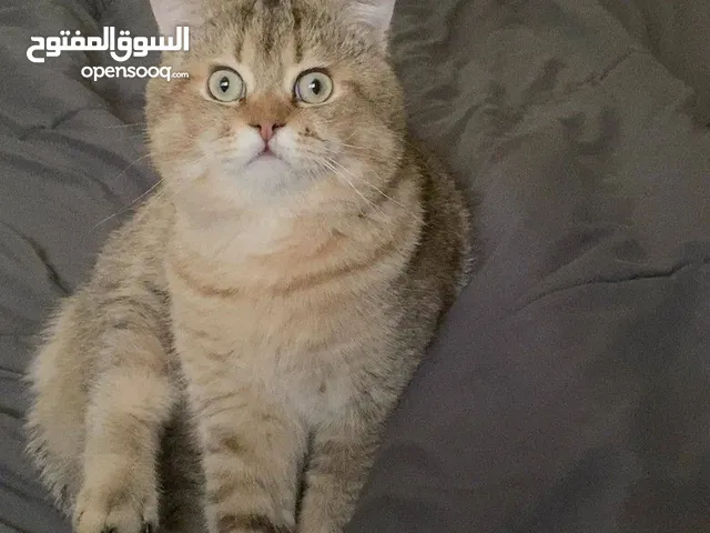 قط ذكر للبيع