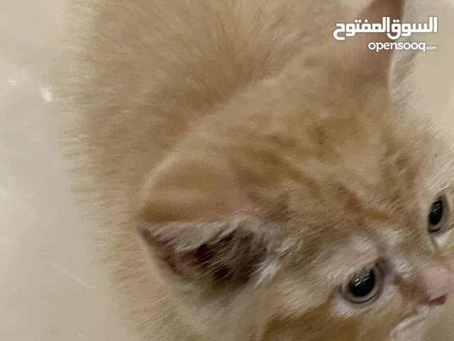 قط سكوتش فولد ذكر عمره شهرين للبيع