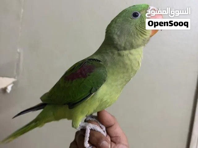 فروخ دره نيبالي هدد بيتي  ليف زي حمام