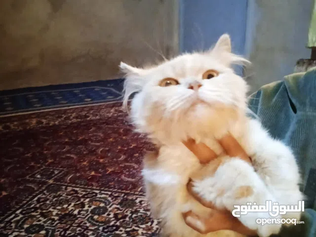 يلي عندو قطة اجنبيه مابهم الون عادي