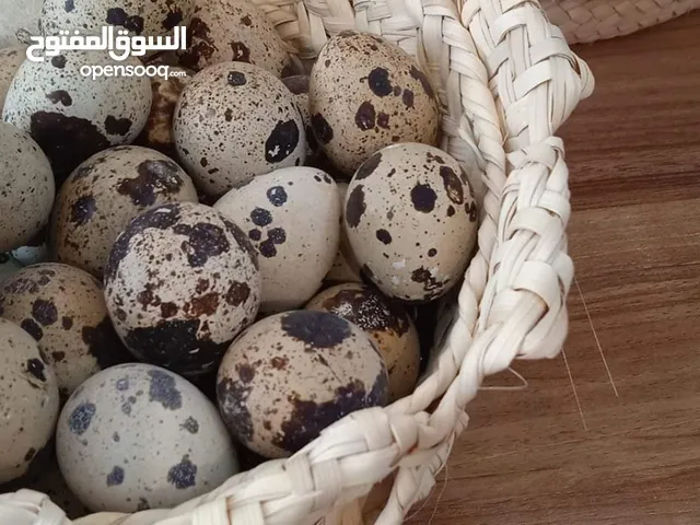 بيض طائر السمان، السلوى