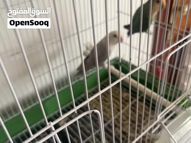 كوبيه بركديلو للبيع