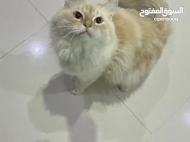 Persian Maine coone mix  مكس شيرازي و ماين كوون