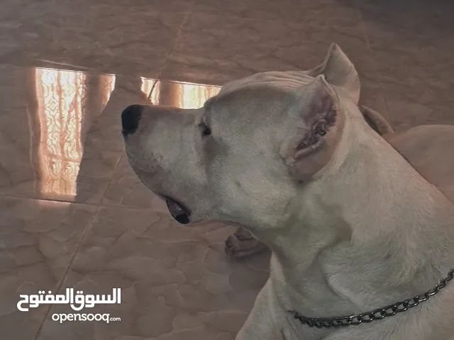 دوجو ارجنتينو Dogoarjnteno للبيع او للبدل