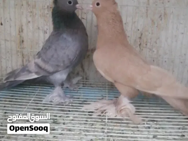 مدينه امريكي ذكر انثاء على المنضور