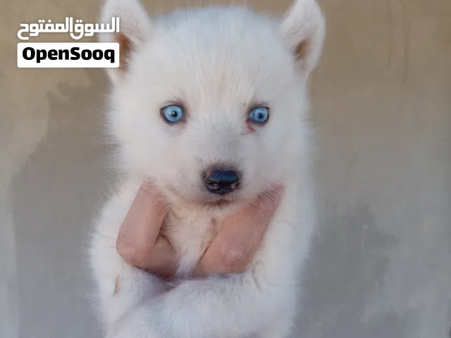 جروه هاسكي للبيع