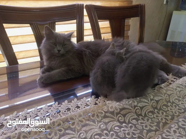 بيع بيرشن تركي عمر سنتين