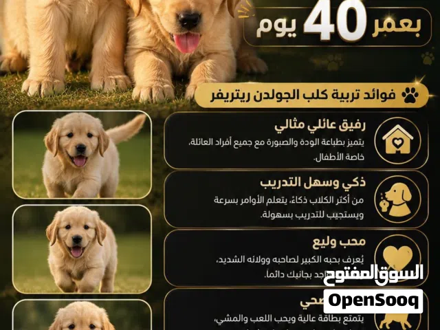 قولدن رتريفر
