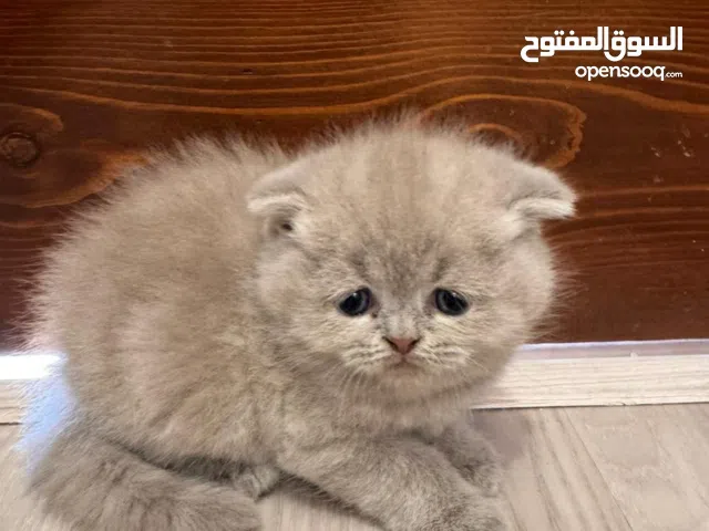 قطط سكوتش فولد