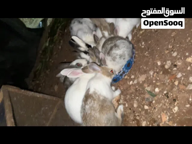 ارانب للبيع كوم كامل