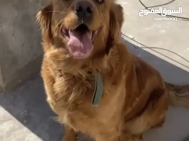 كلابه جولدن للبيع