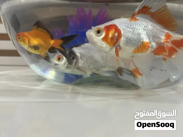 حوت زينه تلاته طروف