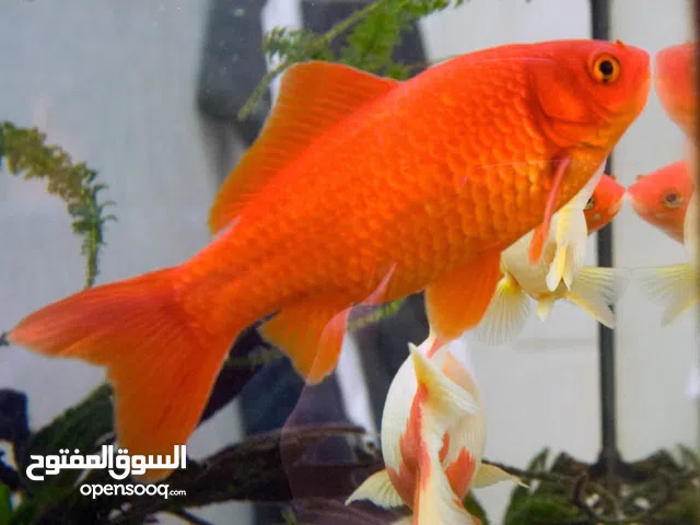 جولد فيش ادخل الوصف