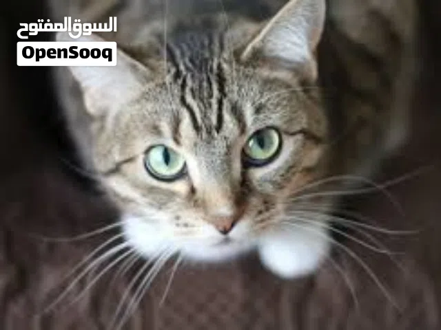 مطلوب قط للتبني