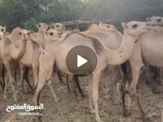 قعدان صومالية جديدة فاخرة