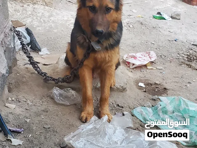 كلب الراعي الالماني