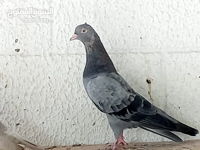 ذكر صنعاوي بيور العمر 25