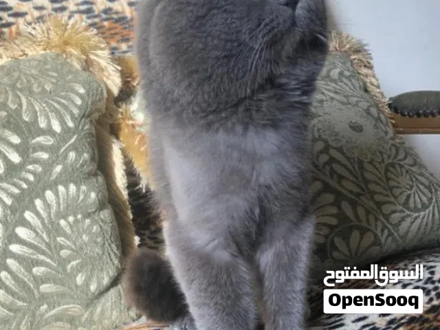 ذكر بريتش بلو شورت هير للتزاوج