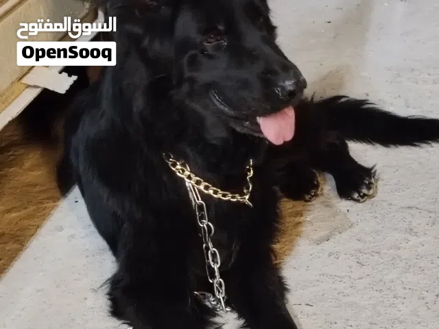 جيرمن رويال بلاك