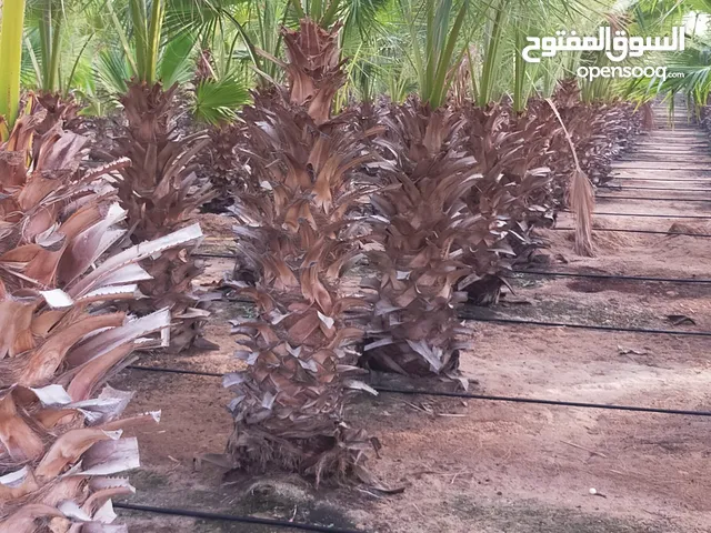 متوفر اشجار زينا وشنطنيه وبنسنا وتمر حنه وكف مريم واشكال متنوعه