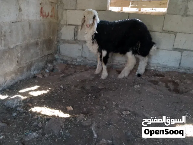 خروف للبيع