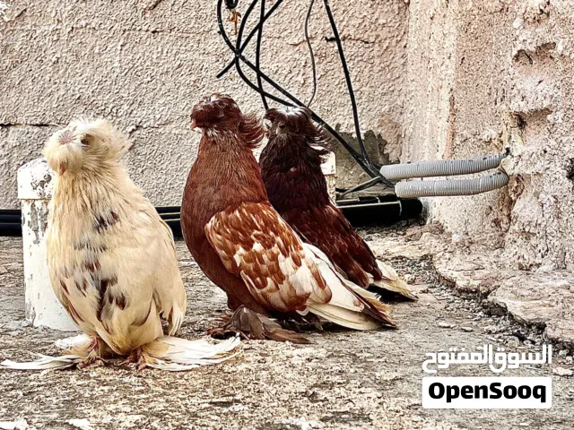 زووج بخاري مستويات ضخمه جامبو