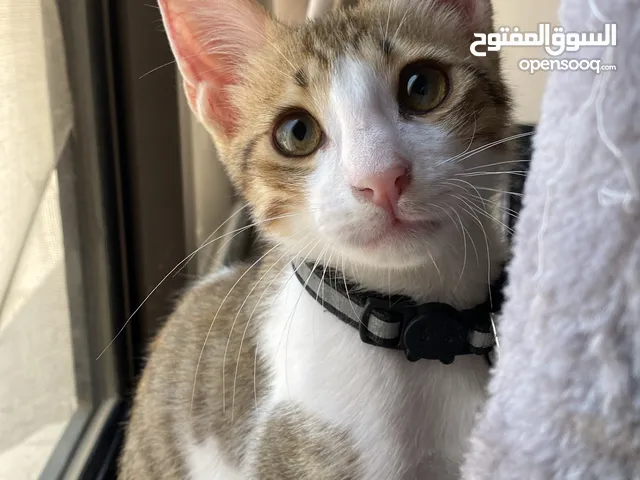 قط 3 شهور للتبني 3 months kitten for adoption