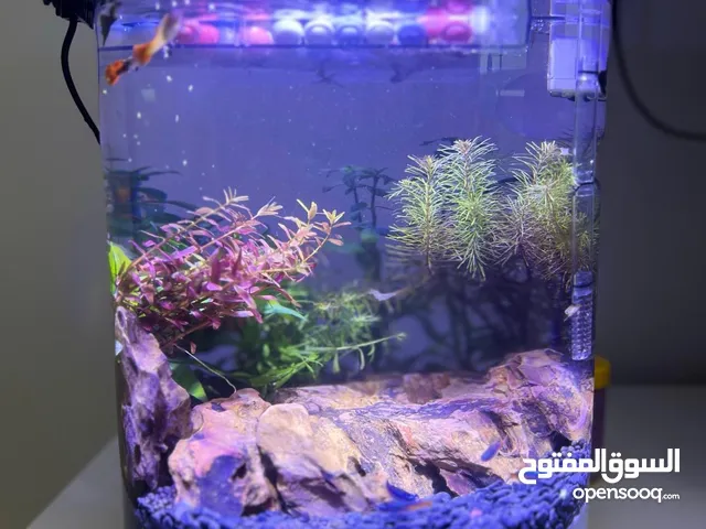 Aquarium - Cylindrical (NEGOTIABLE)  Glass Tank Only