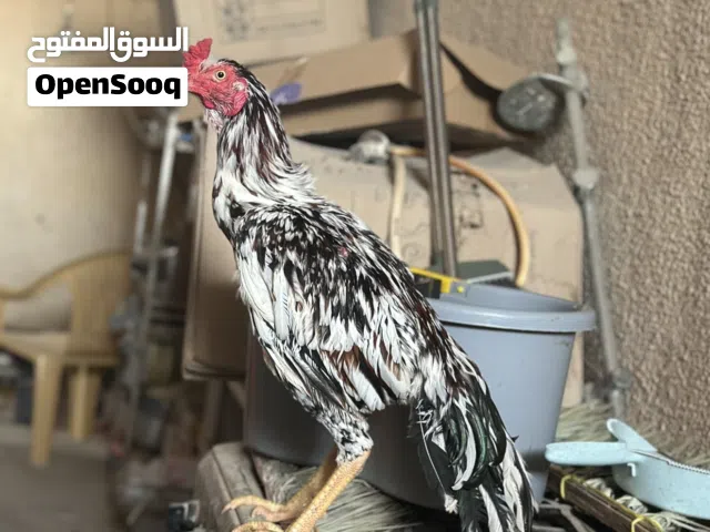 دجاج باكستاني