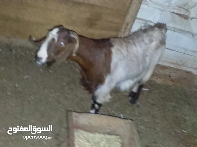 ماعز للبيع في آيات مواليد