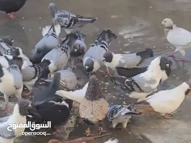 حمام للبيع المستعجل